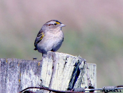 CHINGOLO CEJA AMARILLA (Ammodramus humeralis) - Tomas Gomenzoro-ARTIGAS (Noviembre 2010)